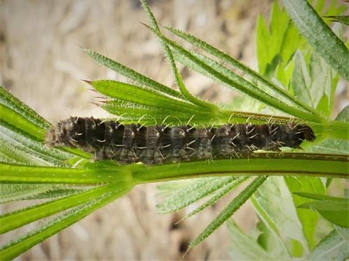 Hoplodrina sp.
